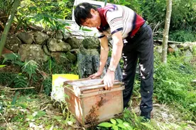养蜂场探“蜜” 看江山原生态美人蜜是怎样采收的~图片