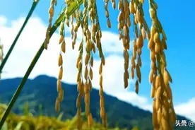 重庆彭水：鸟瞰秋日中美丽乡村 观赏长生镇黄色稻浪图片