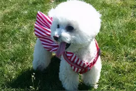 比熊犬被宠坏后，会有这几大特征，你家“中枪”没？图片