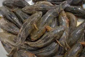 外来物种“小龙虾”快被吃光了，这款食物的命运不说你也知道！图片