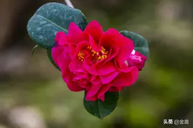 红露珍茶花的红色花瓣起波浪，显得华贵而热烈图片