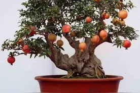 石榴盆景，夏天有“3喜1怕”，做好这几点，果实又大又饱满图片