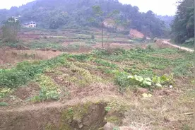 土地新政出台，农村撂荒地有三大处理方式，农民两大问题要注意图片