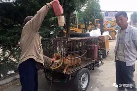 在农村，为何有人高价收购十年以上的老土狗？知道用途你也不会卖图片