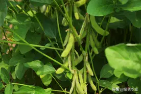 种植大豆，啥时候播种最好？农业专家教你怎样种出高产大豆图片