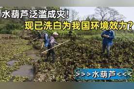 曾在我国泛滥的水葫芦怎么消失了？清洁植物为何沦为环境破坏者？图片