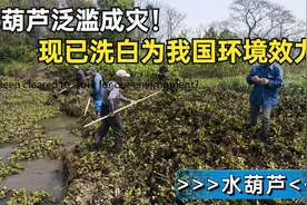 曾在我国泛滥的水葫芦怎么消失了？清洁植物为何沦为环境破坏者？图片