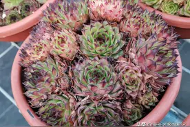多肉观音莲侧芽太多？我们可以适当清理，也可以全部弄掉养成老桩图片