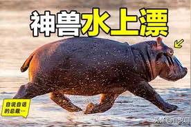 河马：非洲有一种神兽，上岸能够生吞狮子，下水可以咬爆鳄鱼图片