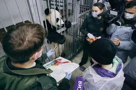 参观大熊猫！普京再帮10岁小男孩实现愿望图片