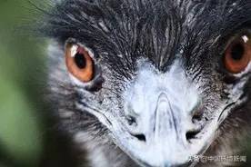 听说过鼠疫、禽流感、狂犬病......那你听说过人兽共患病吗？图片