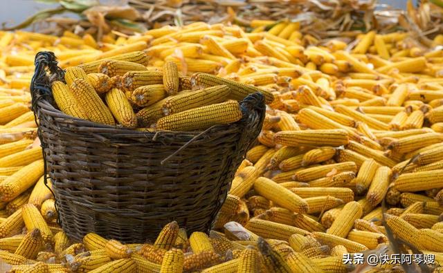 玉米价格上涨的原因 玉米价格上涨的原因有哪些(图2) 玉米价格上涨的原因 玉米价格上涨的原因有哪些(图2)