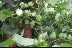 棉花要想夺高产，关键在于七八月份的管理图片