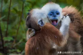 川金丝猴的后宫生活图片