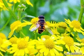 宜宾校园朗读者：岷江路小学邓燕老师声音作品图片