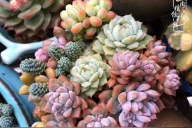三寸日光，三年时光，记录我的多肉生涯图片