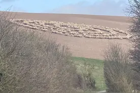 数百只羊一声不吭绕着同心圆打转…英国男子拍下诡异画面：远看以为是UFO图片
