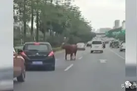 大公牛南宁市区奔走，特警果断击毙图片