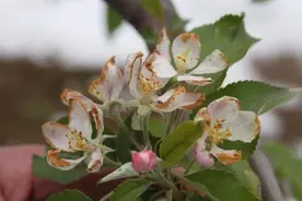 花好才能果好，好果才有好价，说说苹果花期管理图片