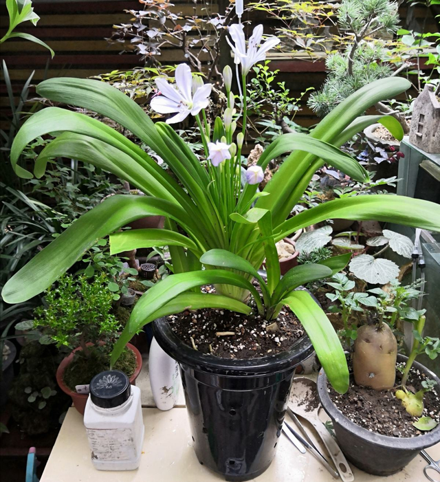 这花名叫百子莲,经常被误认为君子兰,开出大串蓝色花,真漂亮