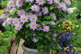 夏天的铁线莲有“三大禁忌”，避开了才能安全度夏图片