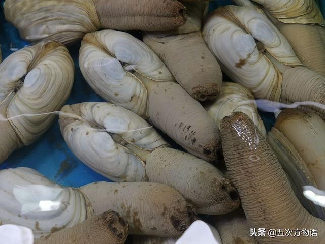 六耳赤嘴鱼胶有收藏价值吗 2026年六耳赤嘴鱼胶的功效和作用
