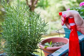 温度低，18种花要“干养”，浇水多很容易冻伤，难养活图片