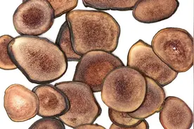 鹿角年年都会自然脱落，人类为何宁愿割鹿茸，也不捡掉落的鹿角？图片