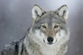 自然界中，哪些动物是终身一夫一妻制？图片