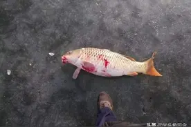 这3种钓鱼方式，早已禁止！为何总有钓鱼人“飞蛾扑火”？图片
