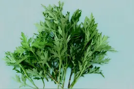 坚持用艾叶水泡脚，每周3次，一段时间后，身体会发生哪些变化？图片