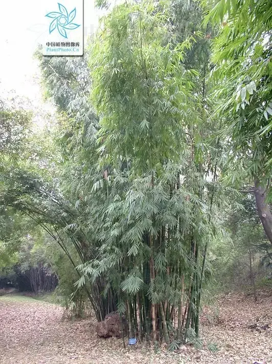 竹子有26种，详解，配图