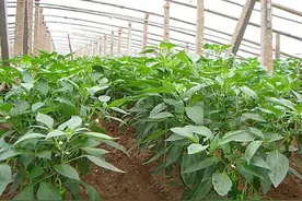 温室辣椒白粉虱反复发生？找准原因、灵活用药，才能彻底解决图片