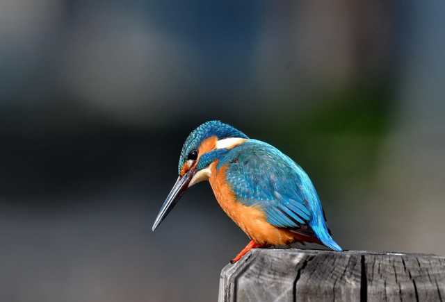 翠鸟有哪些特点外貌样子,物种百科:普通翠鸟 - 冷求网