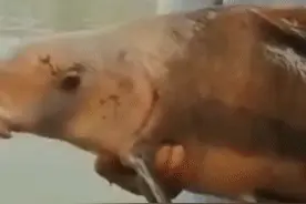 “牢底坐穿鱼”宜昌男子长江钓起胭脂鱼后，拍视频证明已经放生了图片