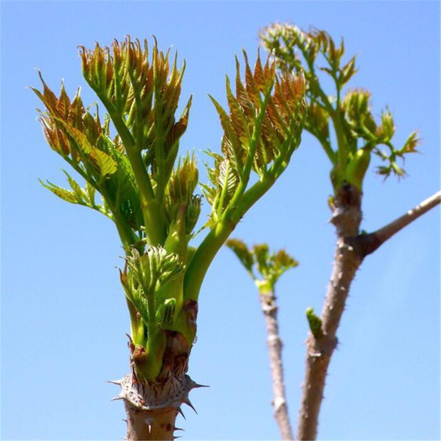素有“东北竹笋”美称的龙牙楤木栽培方法，5分钟读懂，请收藏
