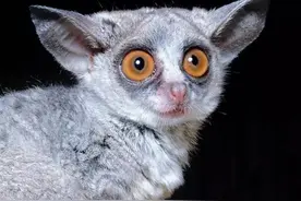 丛猴、懒猴和树熊猴都是夜行动物，它们和狐猴很像图片