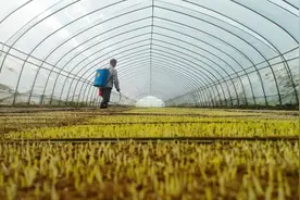 粮食危机来了？囤米抢面？拜托，这个秘密武器还没动图片