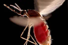 蚊子吸血，为什么还要在我们耳边嗡嗡叫？不怕被打吗？图片