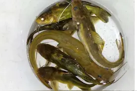 刺少肉质细嫩，营养堪比甲鱼，如今被误认成垃圾鱼，很多人不敢吃图片