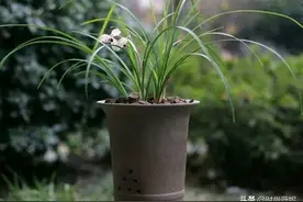 兰花专用颗粒肥料的优点，兰花颗粒肥料安全使用的3个方法图片