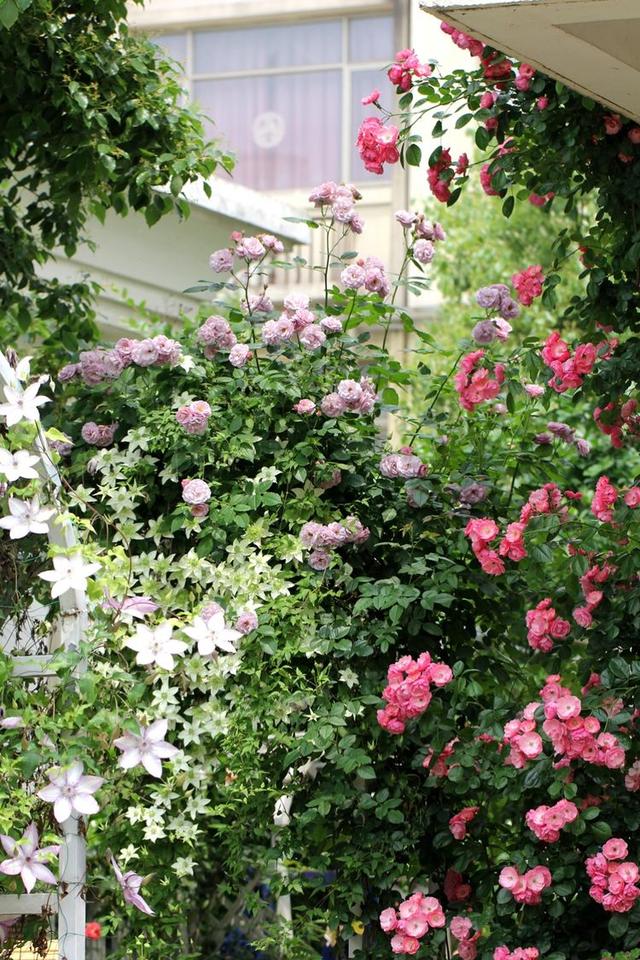 有钱人家,买个别墅,专门养花,满屋落地窗,赏花太惬意