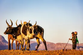 气候危机下的马达加斯加大饥荒图片