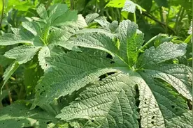 脚臭熏人，脚癣令人痒，老扈教你办法，解除以上使人烦的现象图片