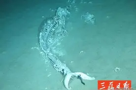 鲸落，一种诗意而悲壮的存在图片