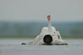 生态摄影师的伪装技术，巧扮天鹅骗同类图片