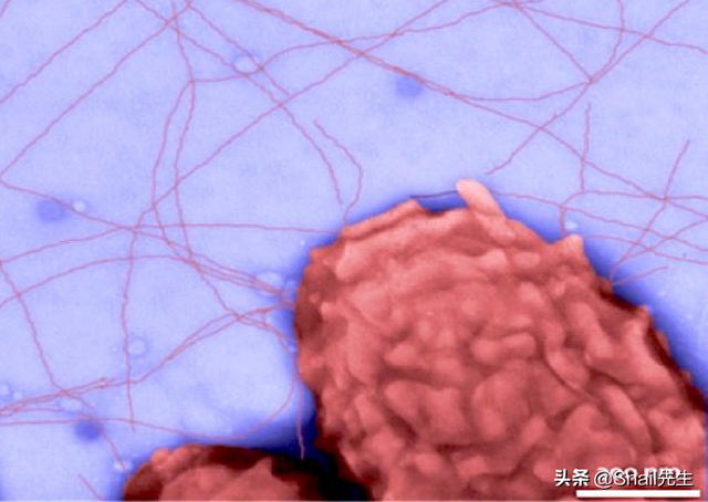 细菌能呼出电流的奥秘是什么？我们如何加以利用？