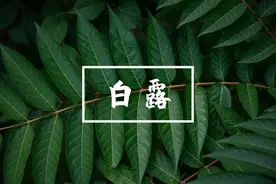 白露｜秋风起兮日夜凉，襦衣稍薄，香茗此时烹图片