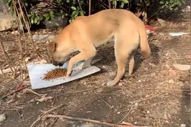 北京：流浪狗瘦成皮包骨，当好心人给它点吃的后，狗狗竟如此感恩图片