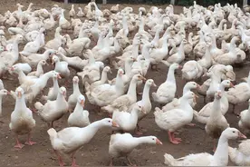 诊断鹅病只需要学会这几招！看鹅病找对专业老师很重要图片